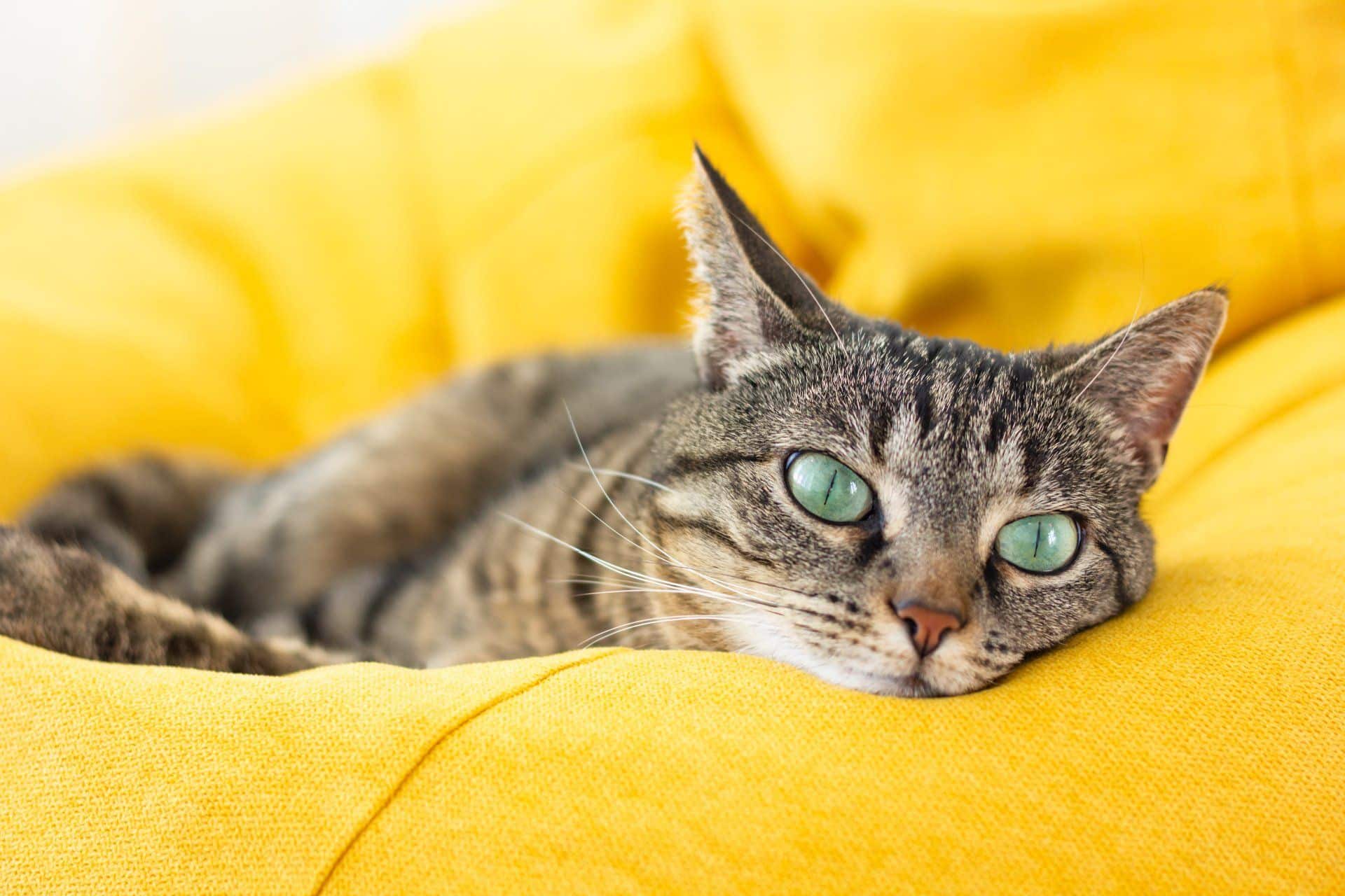 cat sleeping on yellow bed