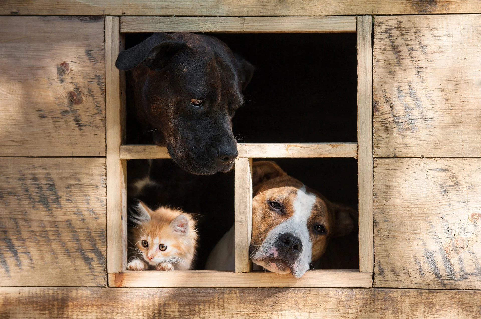 What to Look for When Hiring a Cleaning Company 12 What should i do with my pet?