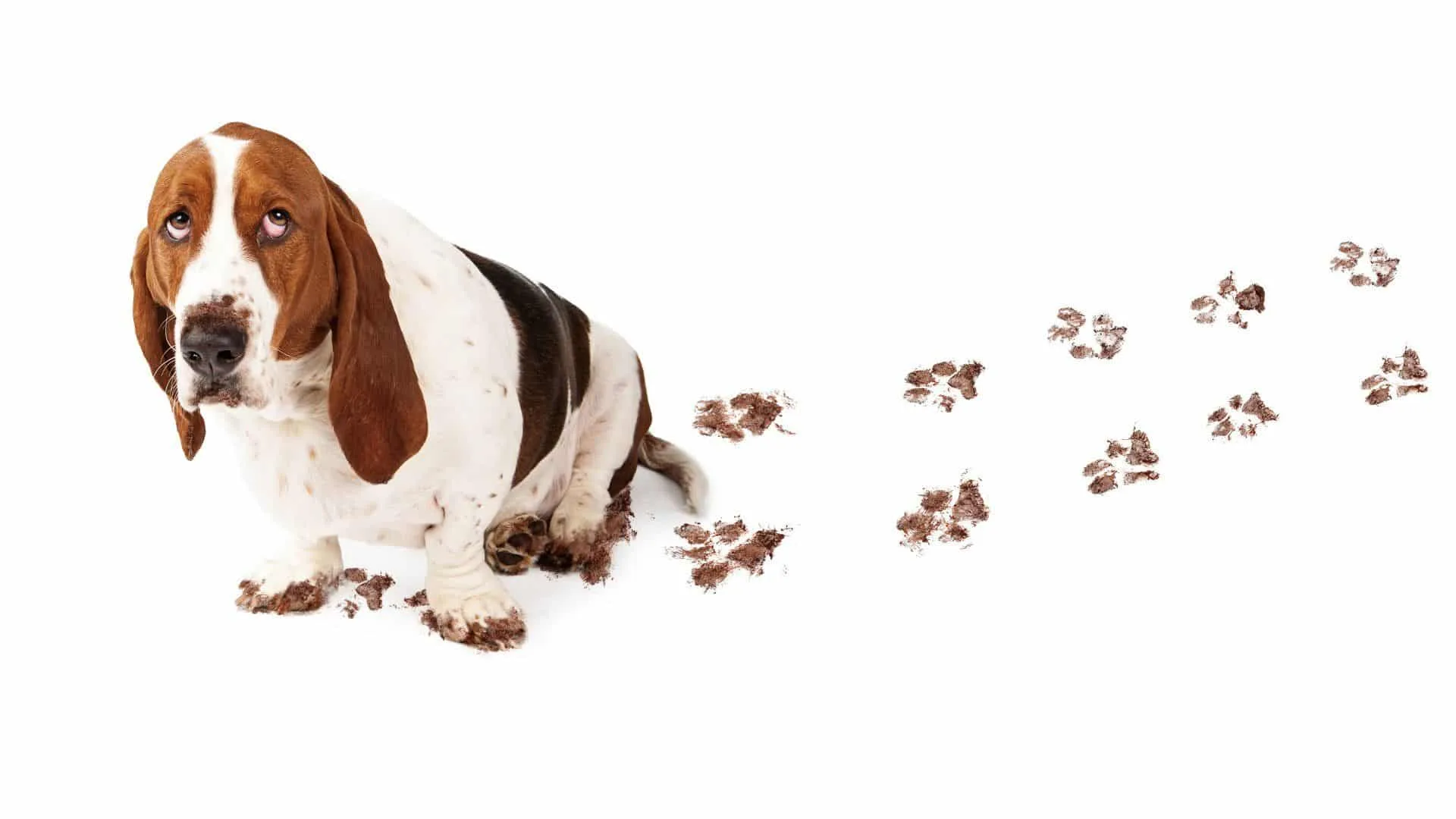 How to Get Rid of Pet Hair and Stains in Your Home 2 basset hound with a muddy paw trail