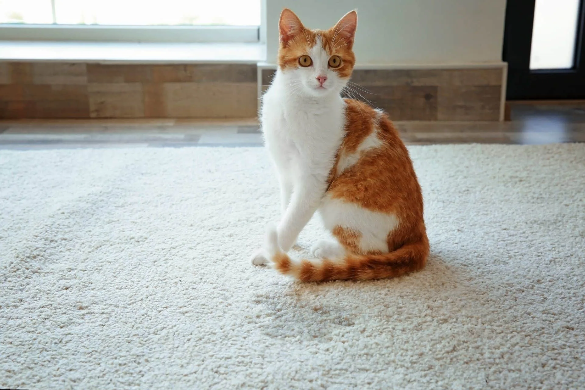 How to Get Rid of Pet Hair and Stains in Your Home 8 white and orange cat next to wet spot on carpet