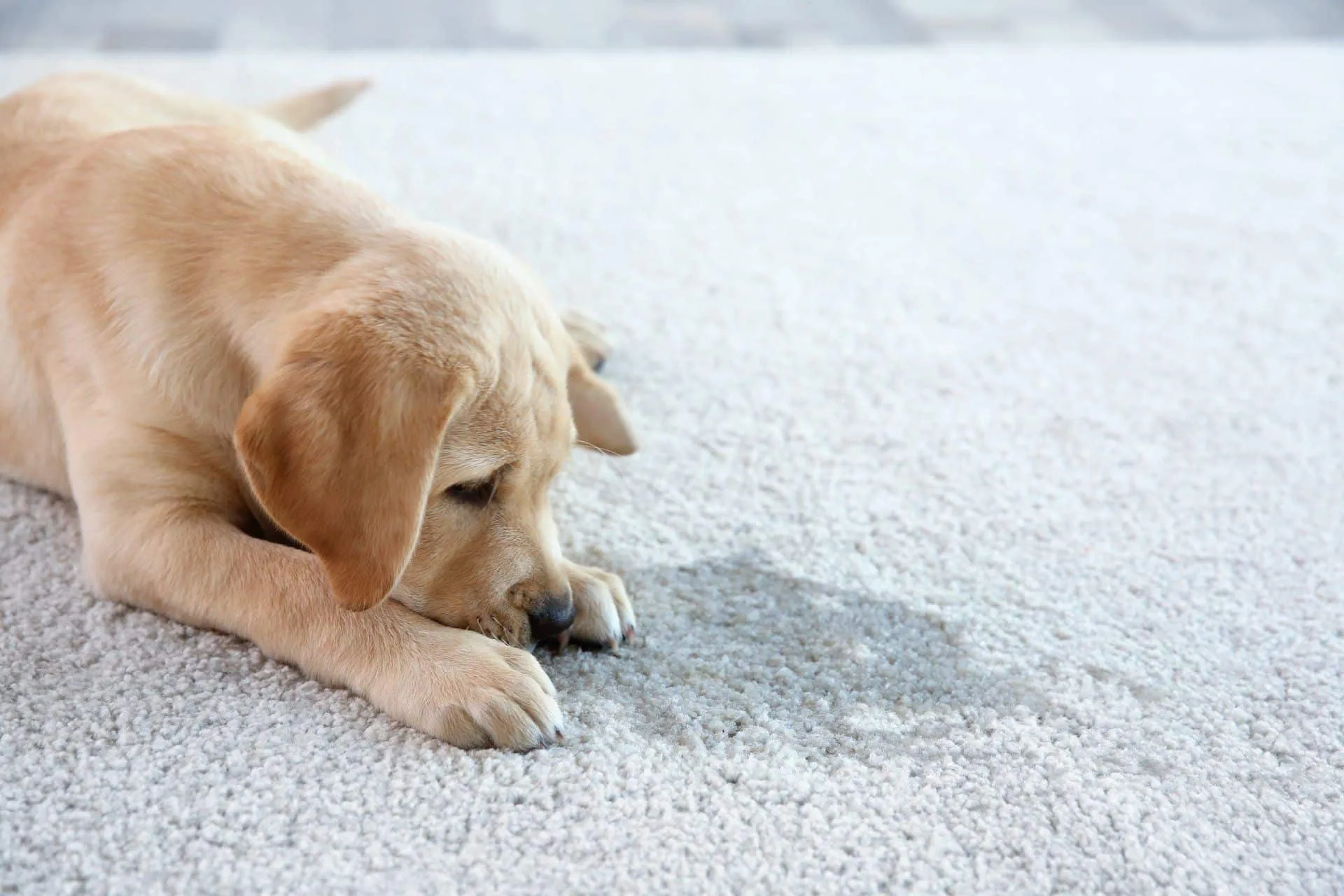 How to Remove Set-In Stains in Your Carpet 14 yellow lab puppy smelling a spill on carpet