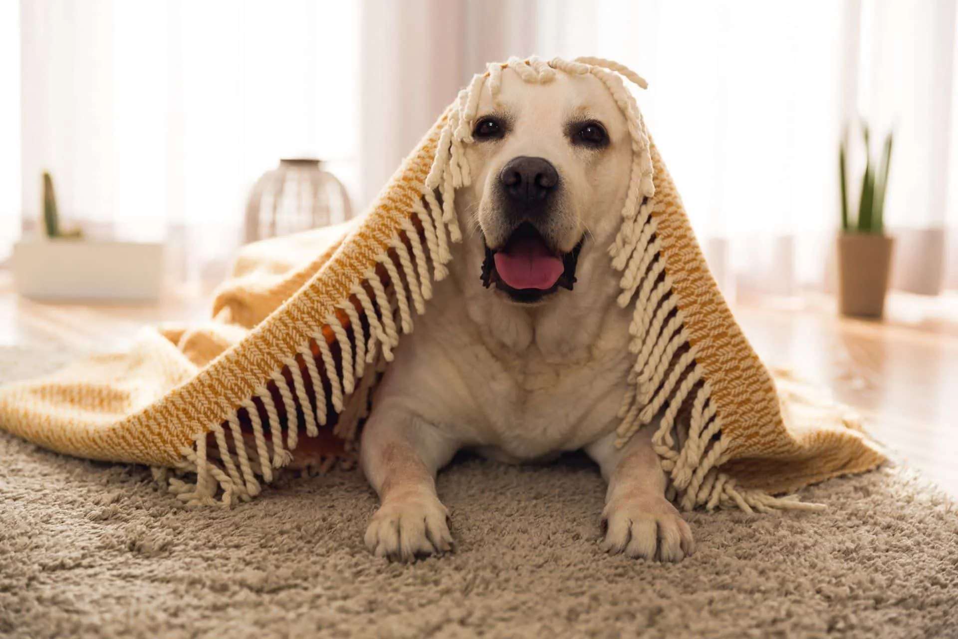 How to Get Rid of Pet Hair and Stains in Your Home 6 happy yellow lab on carpet, under a yellow rug