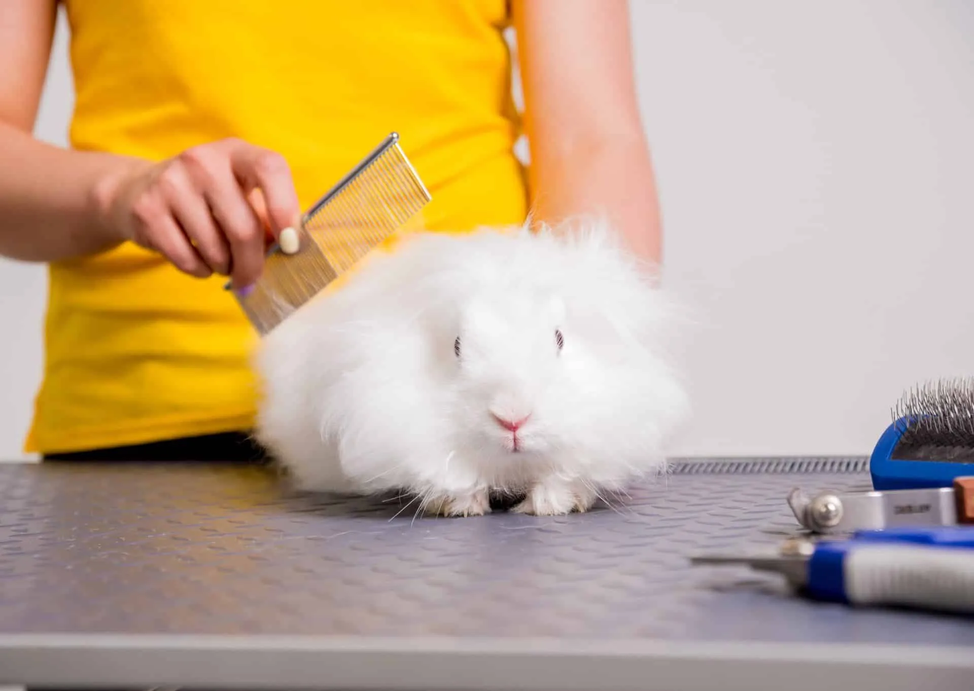 How to Get Rid of Pet Hair and Stains in Your Home 7 woman in yellow shirt combing white bunny