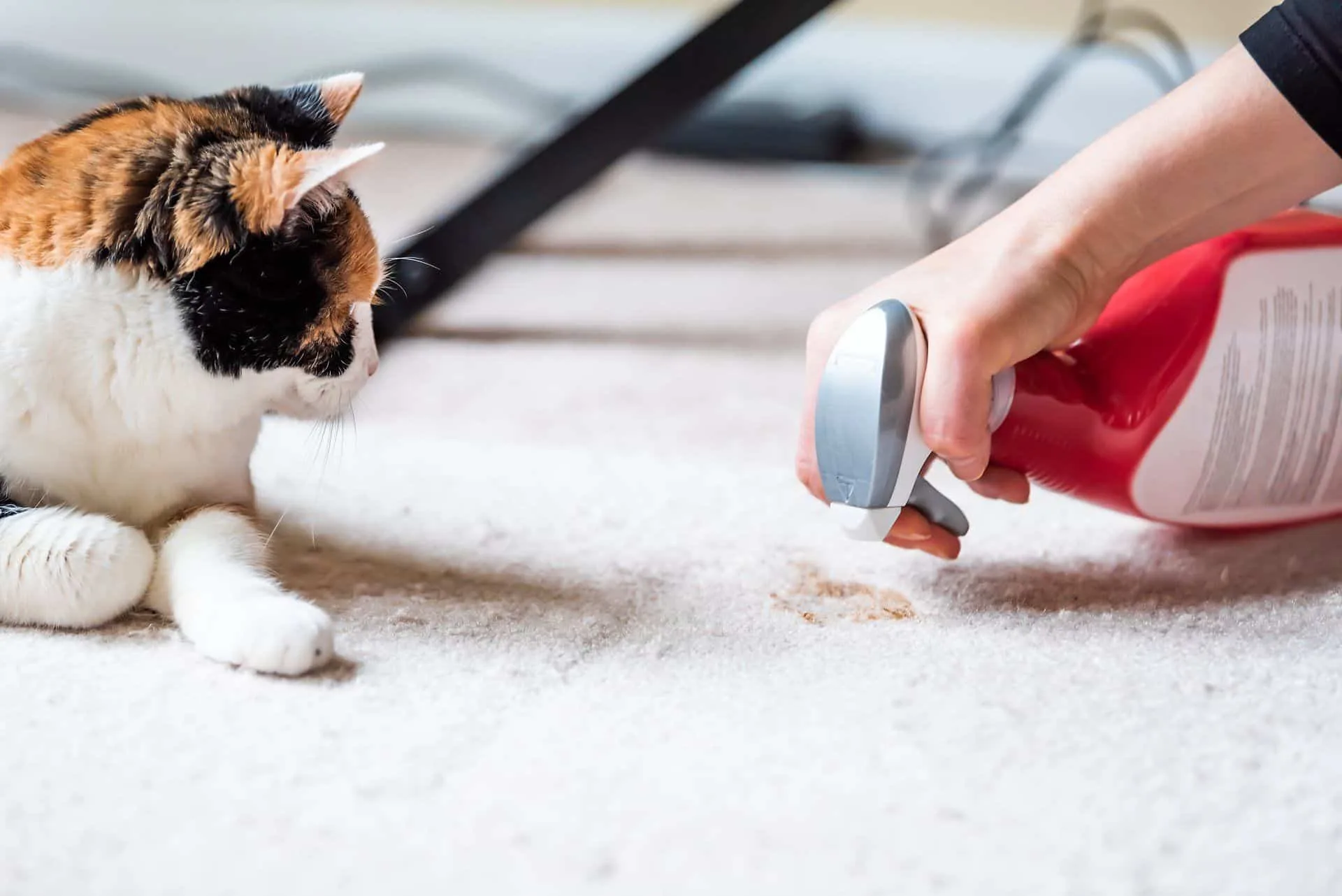 How to Remove Set-In Stains in Your Carpet 15 a calico cat watching human clean carpet stain