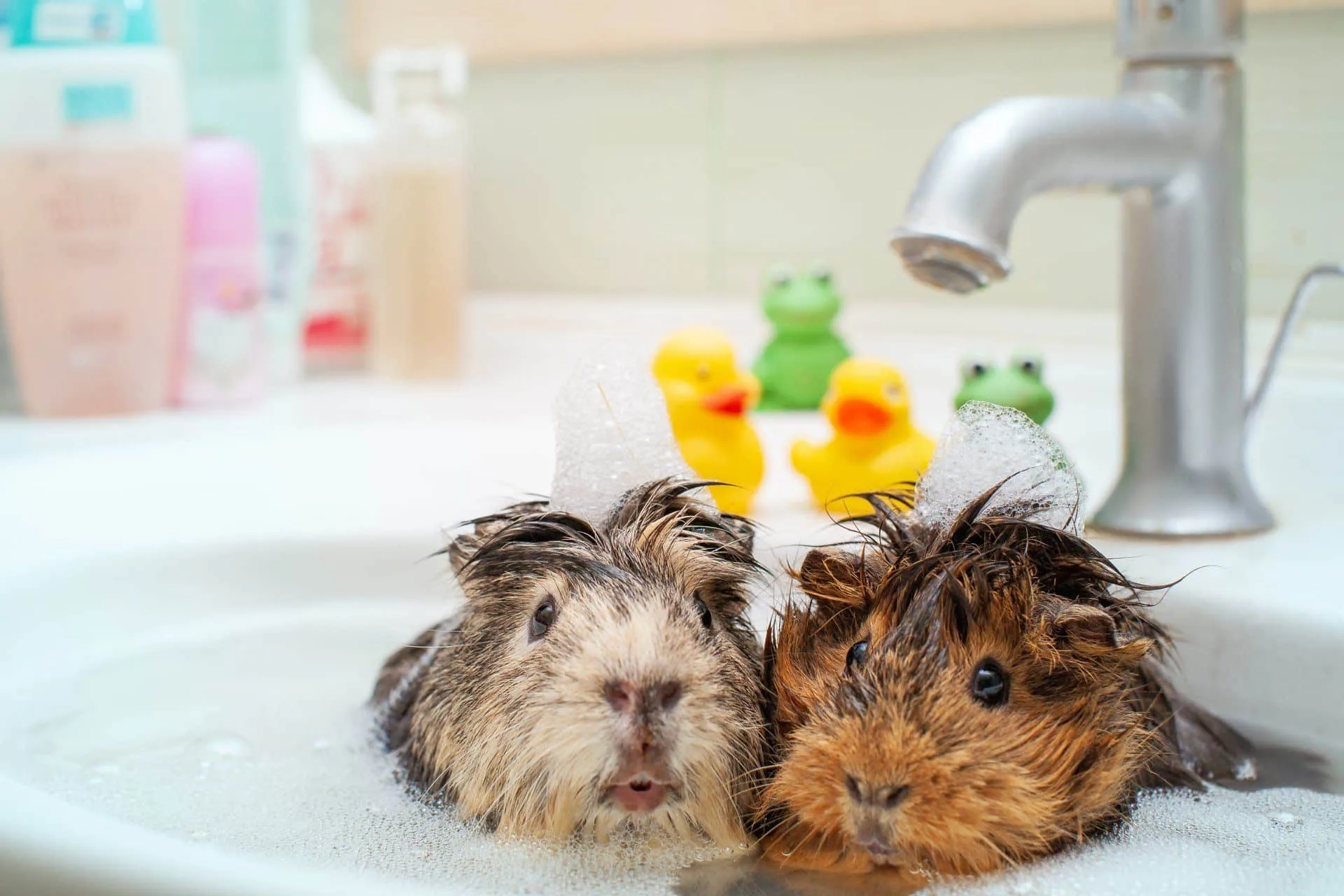How to Get Rid of Pet Hair and Stains in Your Home 4 two guinea pigs taking a bath in a bathroom sink