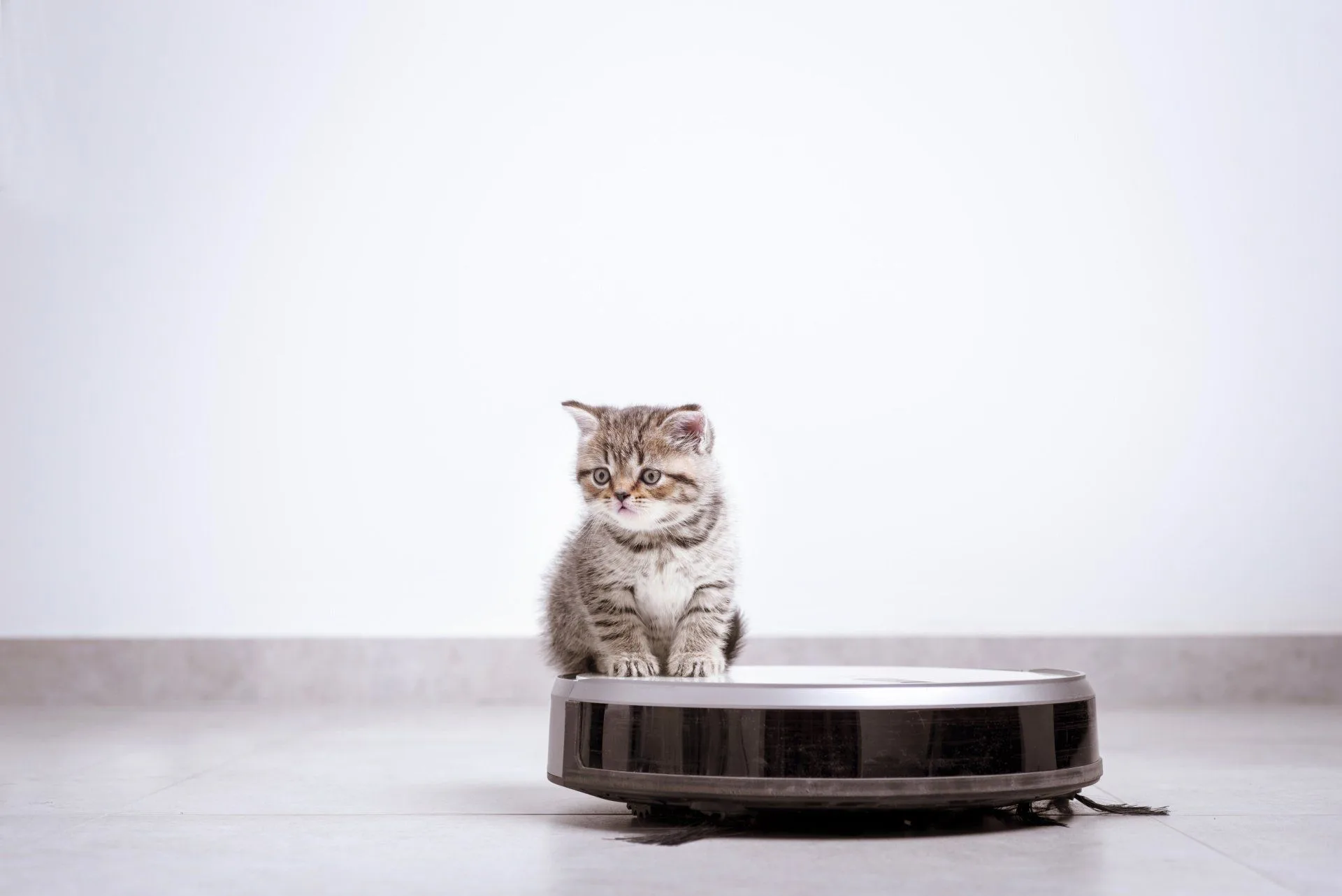 Why Robot Vacuums Can’t Beat Traditional Vacuuming 4 a kitten riding on a robotic vacuum