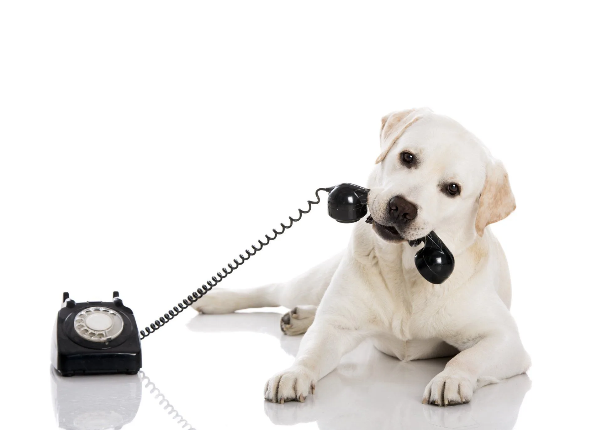 How to Get Rid of Pet Hair and Stains in Your Home 10 yellow lab holding black phone in mouth