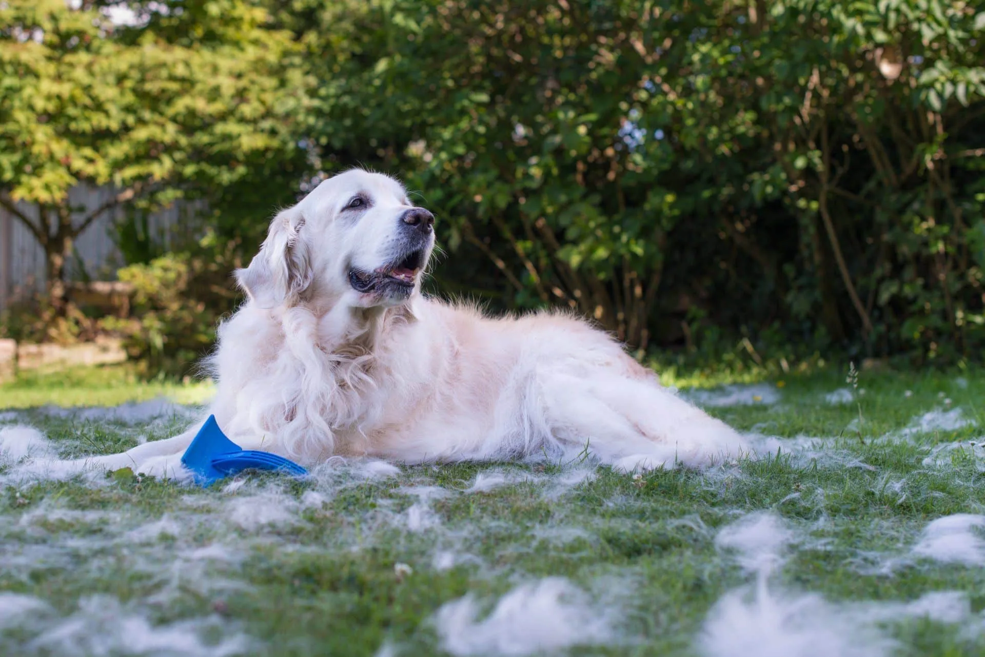 How to Get Rid of Pet Hair and Stains in Your Home 5 white golden retriever outside with a lot of hair around