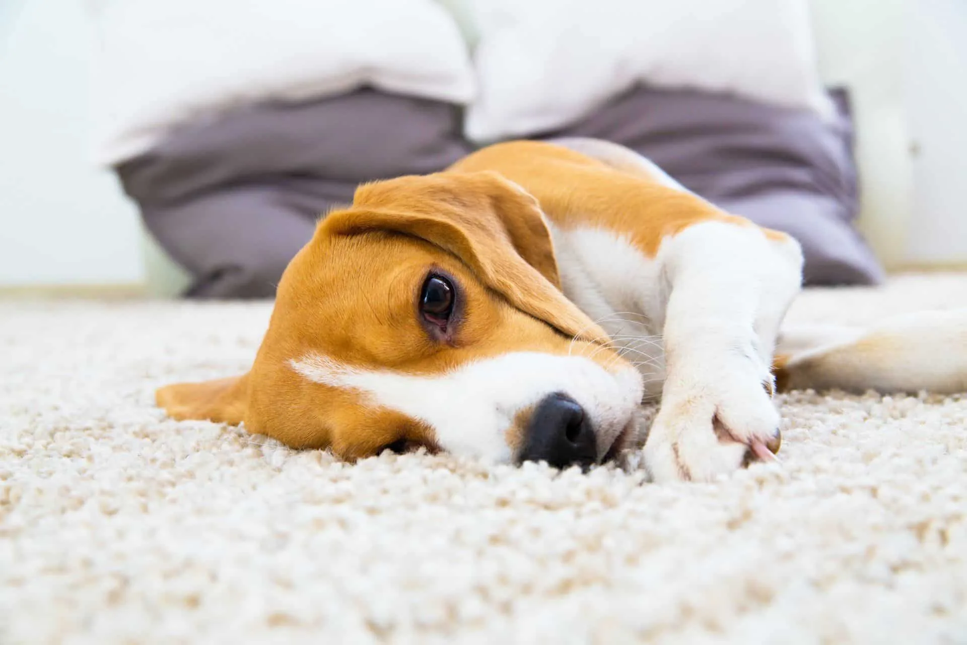 How Often Should You Clean Your Carpets? 22 beagle dog laying on clean carpet. how often should you clean your carpets when you have pets?