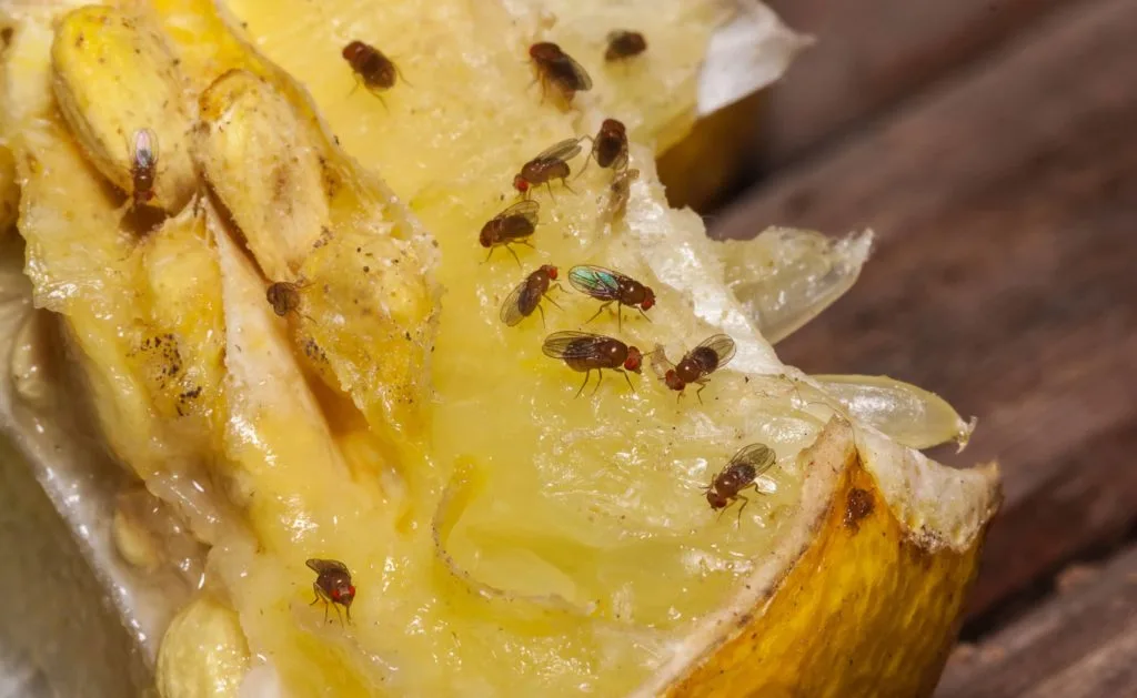Pesky Pests: Learn How to Get Rid of Fruit Flies For Good 7 Fruit flies eating a piece of fruit.