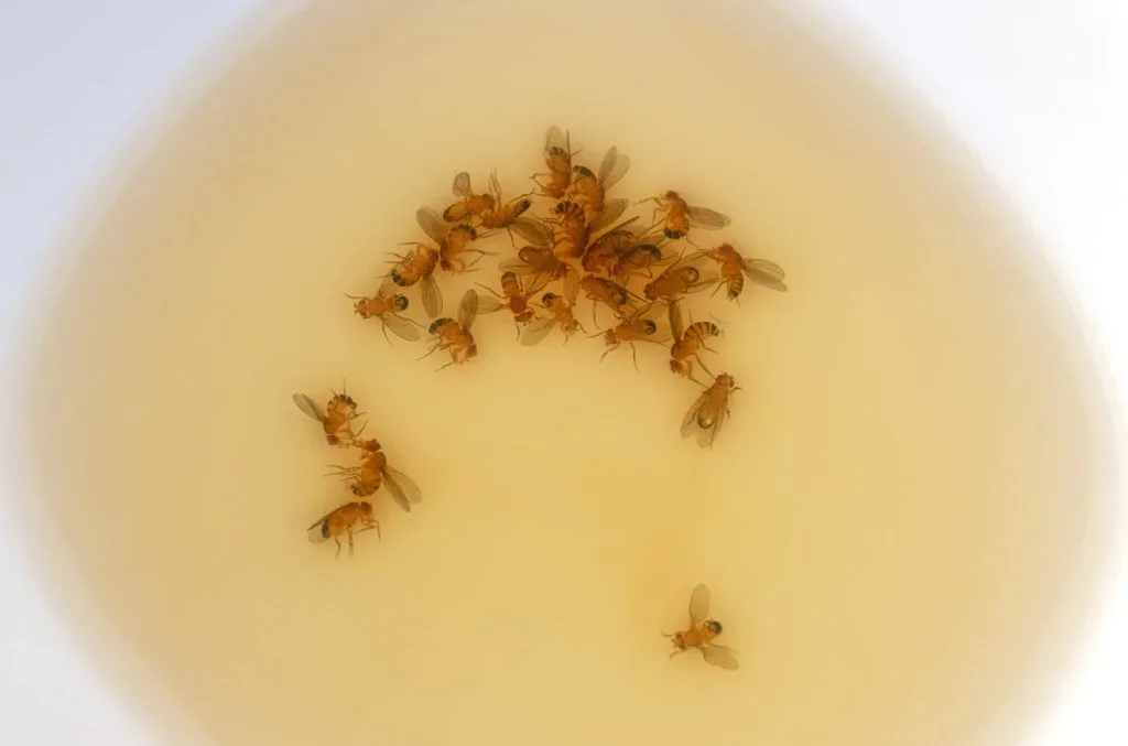 Pesky Pests: Learn How to Get Rid of Fruit Flies For Good 9 Learn how to get rid of fruit flies with a homemade trap. Fruit flies trapped in a vinegar trap.