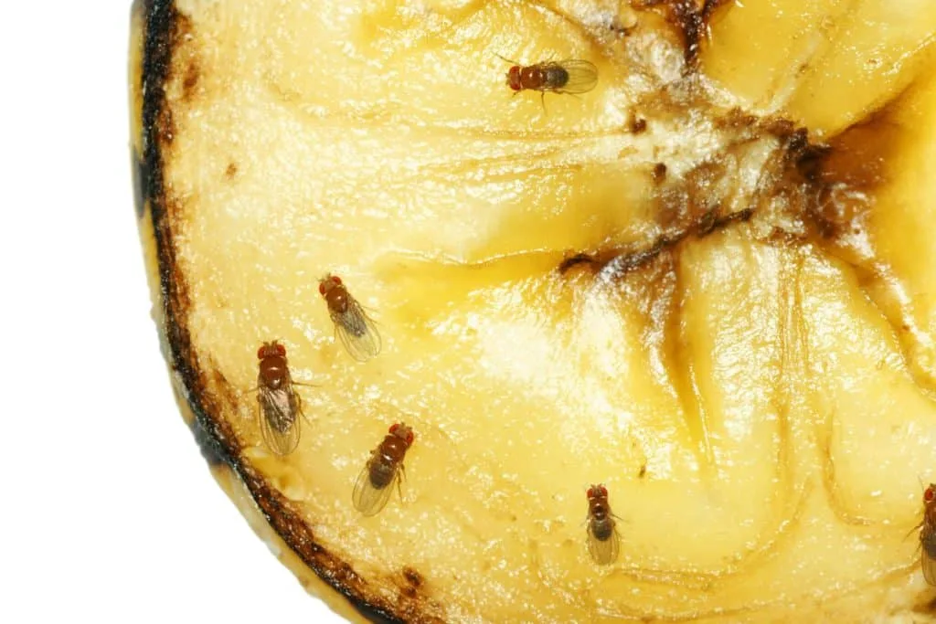 Pesky Pests: Learn How to Get Rid of Fruit Flies For Good 5 Read this article and learn how to get rid of fruit flies. A closeup of fruit flies on a slice of banana.