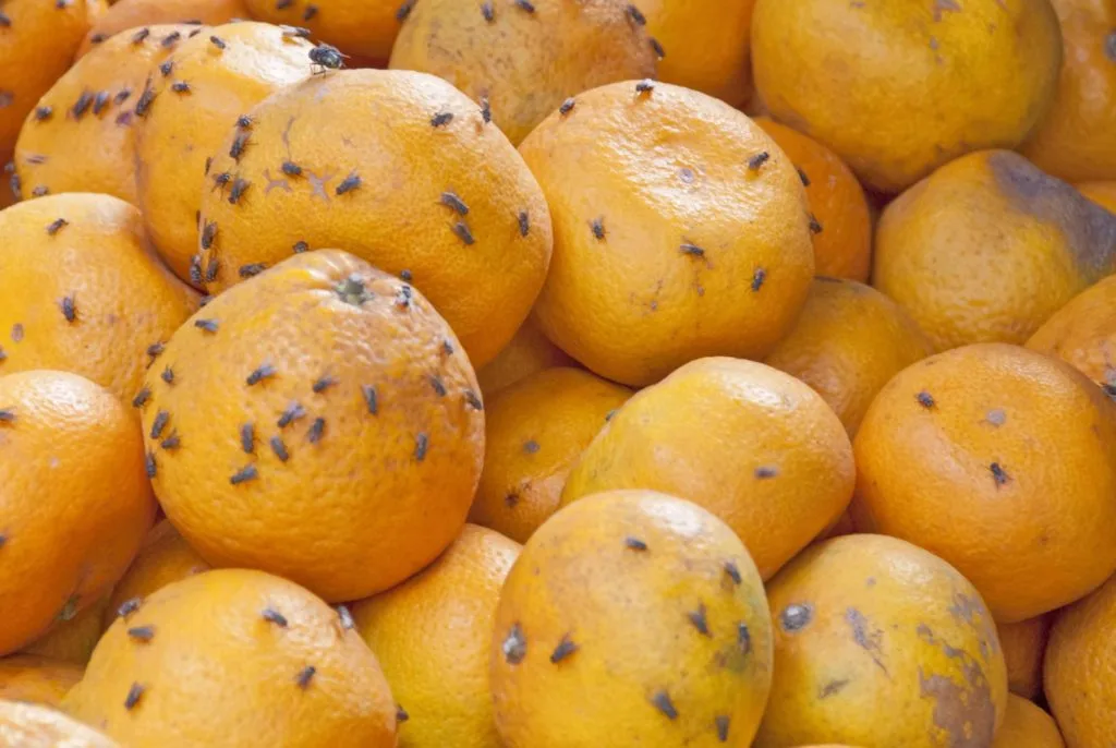 Pesky Pests: Learn How to Get Rid of Fruit Flies For Good 6 How to get rid of fruit flies. Fruit flies on many oranges.