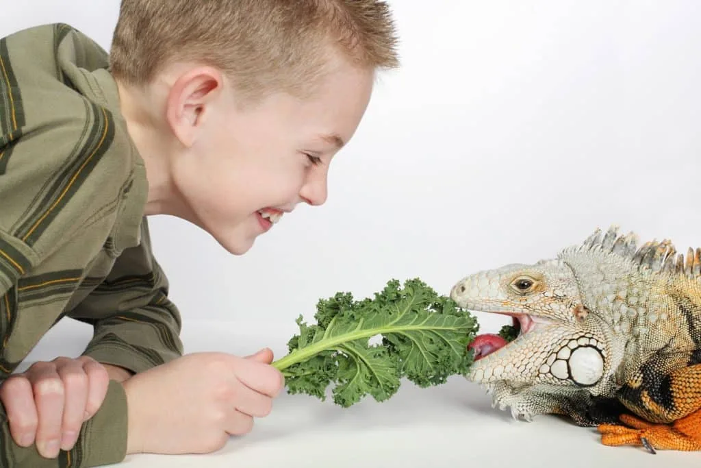 These 7 Chores for Kids Let You Delegate the Housework 5 A boy taking care of his pet iguana by feeding him.